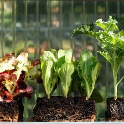 Thumbnail-Photo: Retailers growing produce in automated farms...