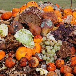 Thumbnail-Photo: Solving the massive food waste problem