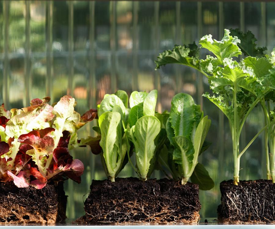 Photo: Retailers growing produce in automated farms...