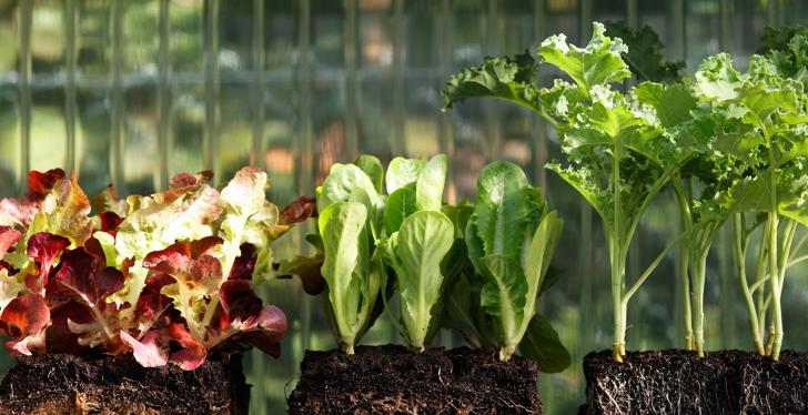 Lettuce plants in blocks of earth