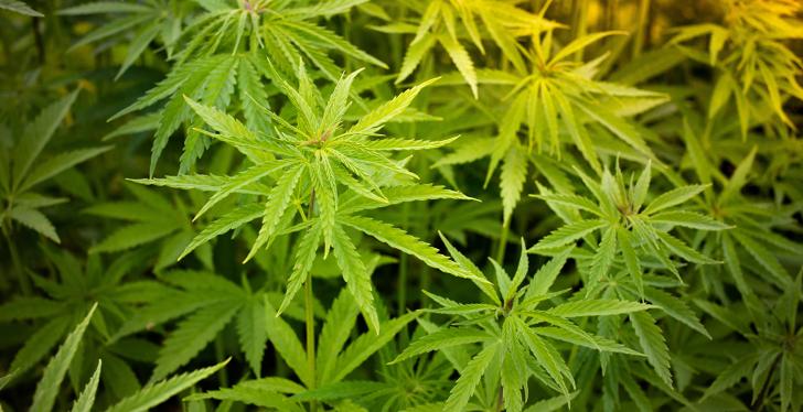 Green Cannabis plants