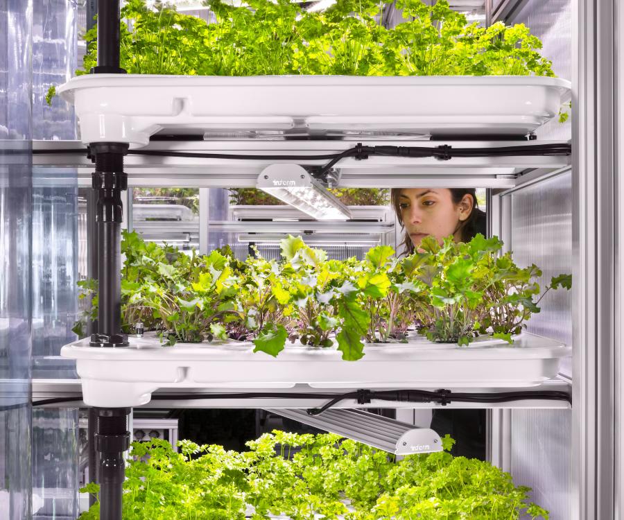 Photo: In-store farming: growing parsley inside the supermarket...