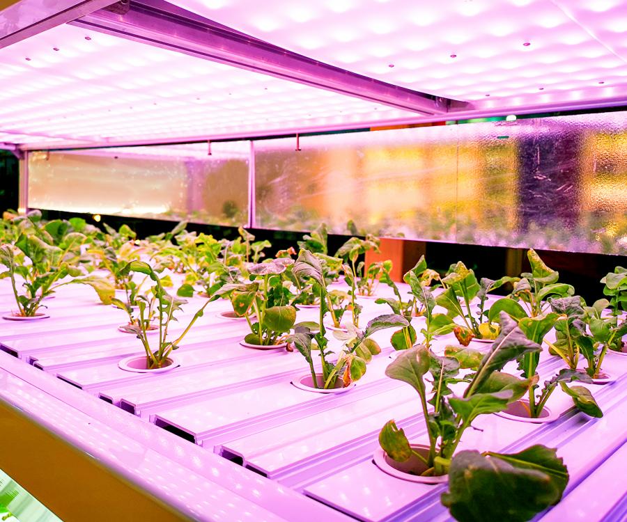 Photo: Indoor-grown greens across Albertsons’ California stores...