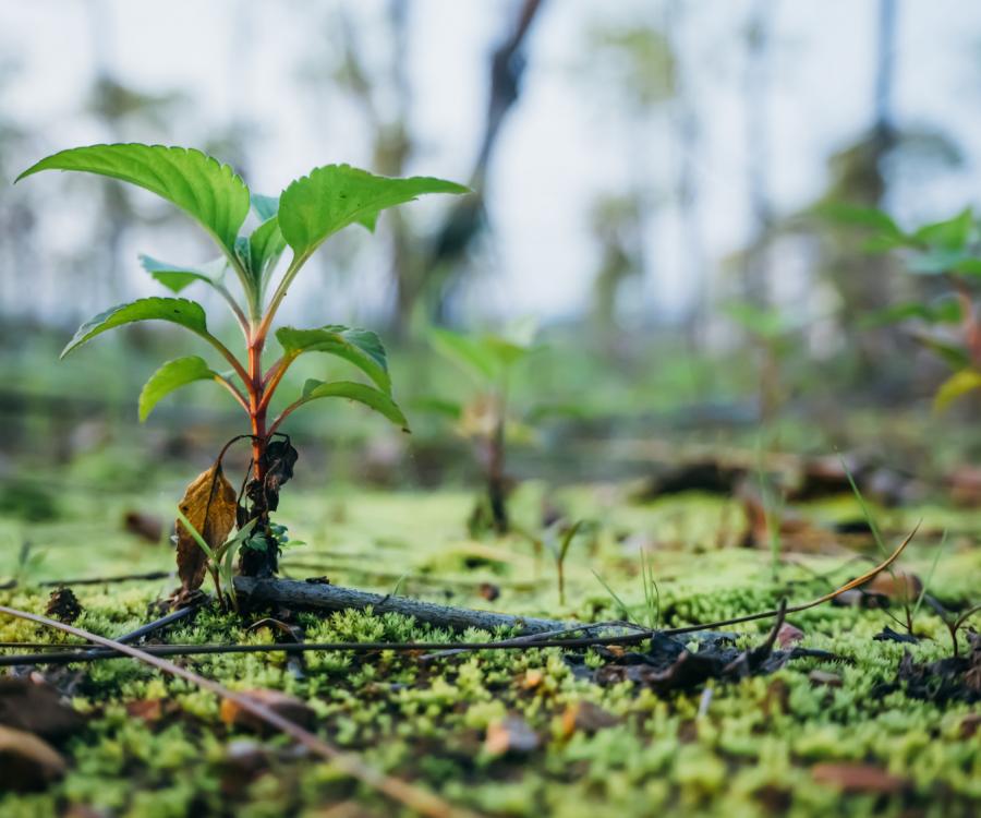 Photo: Sustainable shipping in partnership with One Tree Planted...