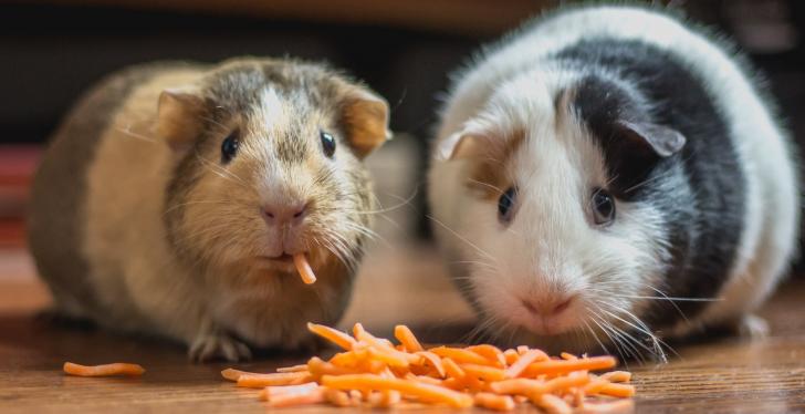 two hamsters eating carrot sticks