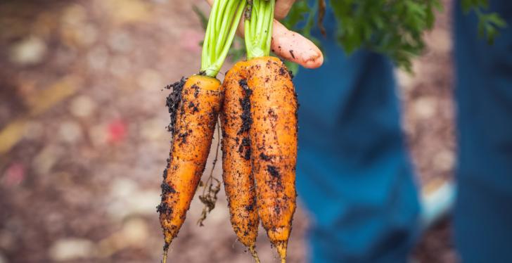 A farmer holds three carrots in his hand, fresh from the earth...