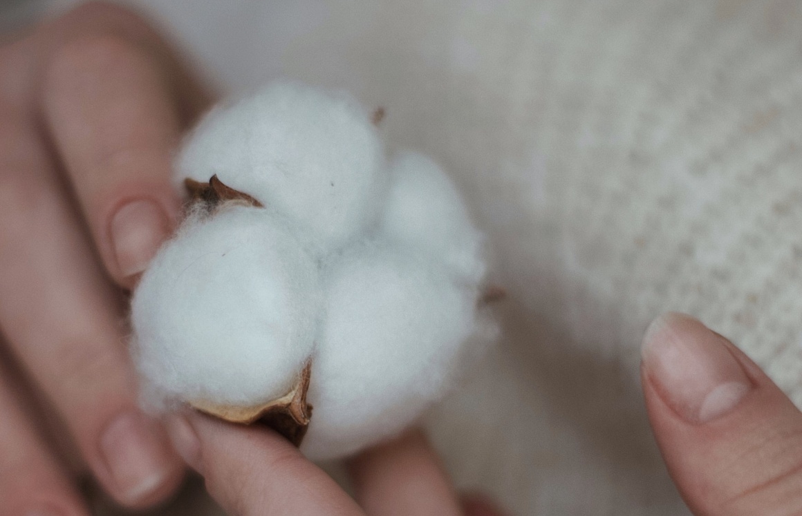 a female hand holding a cotton plant; Copyright: Svitlana Rusak/Unsplash...