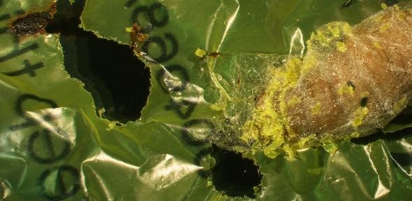 Close-up of wax worm next to biodegraded holes in a polyethylene plastic...