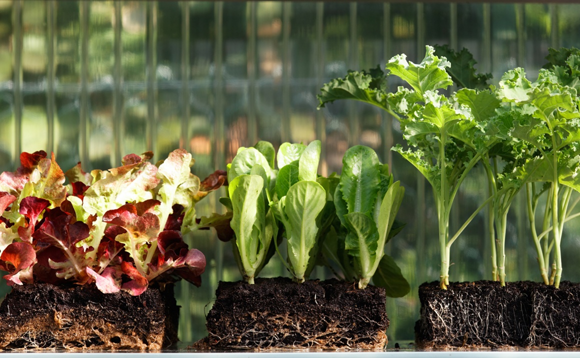 Lettuce plants in blocks of earth