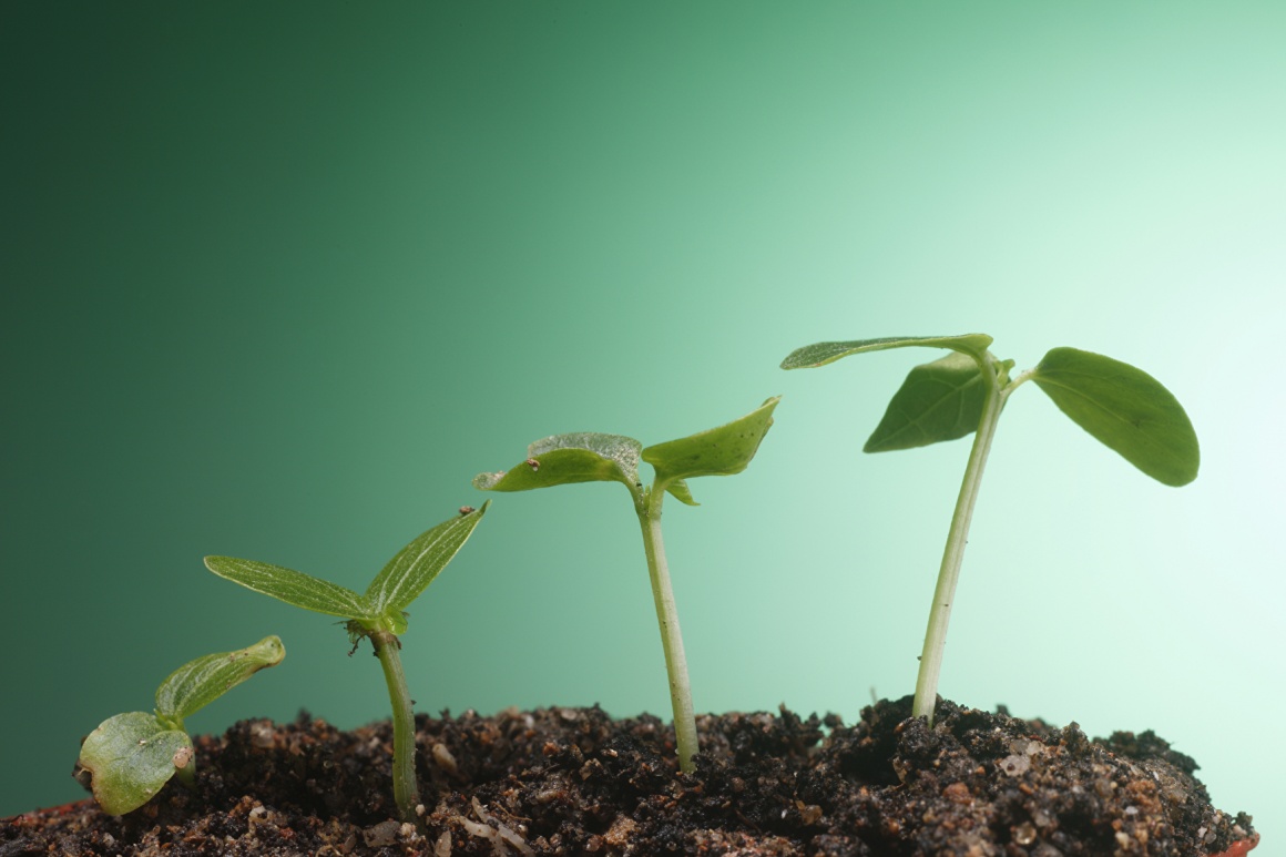 Small plants growing out of soil; copyright: panthermedia.net/eskaylim...