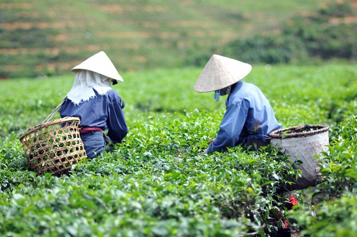 Two farmers with hats on and baskets on their back working in a field,...