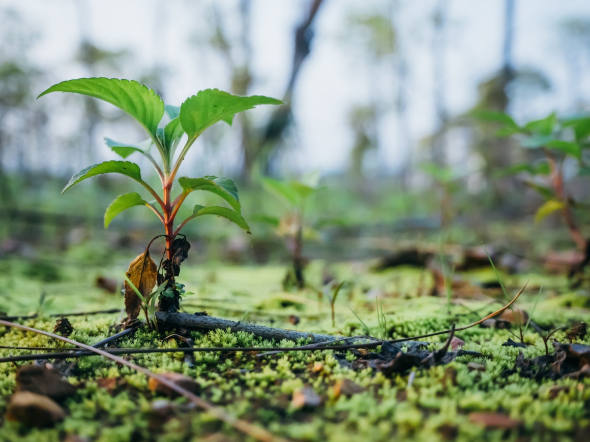 Small seedling of a tree in a mossy soil