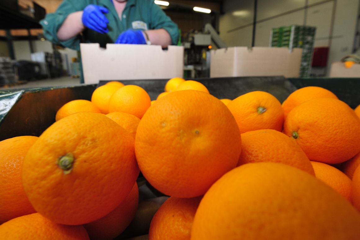 Tangerines in the foreground, behind them a person working in a warehouse and...